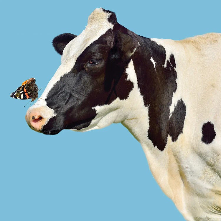 Cow With Butterfly On Her Nose