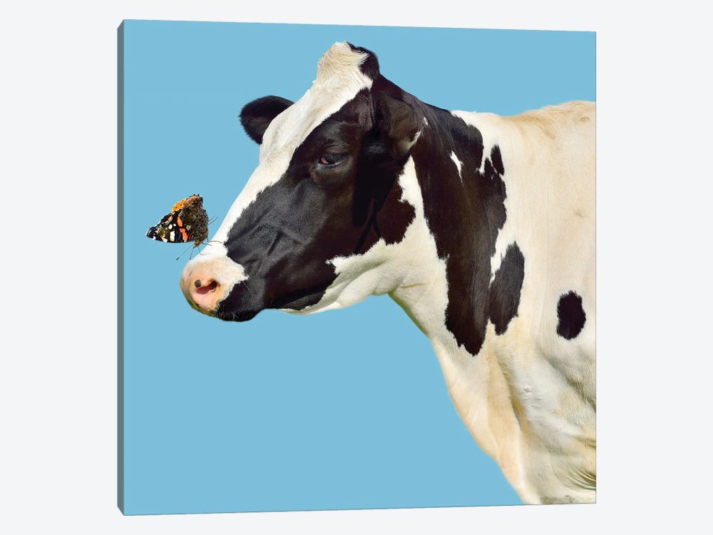 Cow With Butterfly On Her Nose by Unknown Artist 1-piece Canvas Print