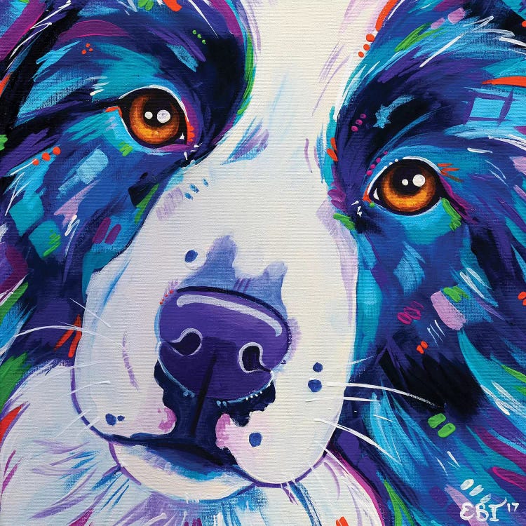 Collie Close Up