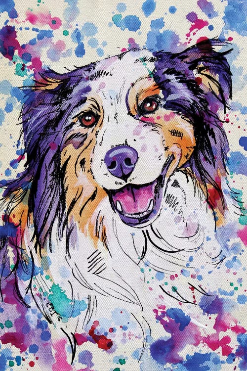 Australian Shepherd III