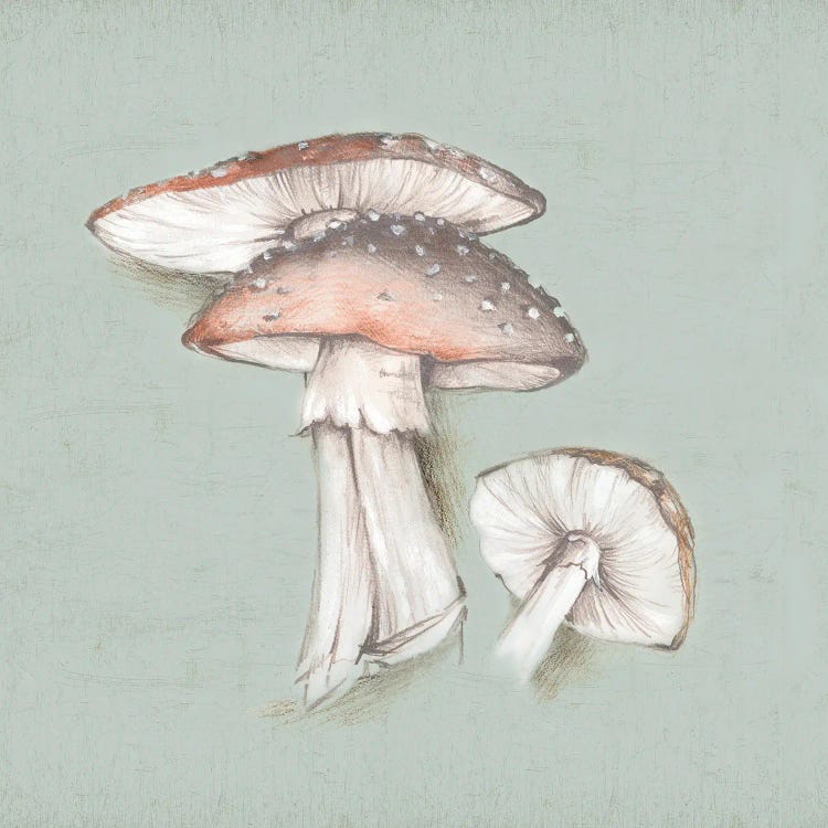 Amanita by Eli Jones wall art
