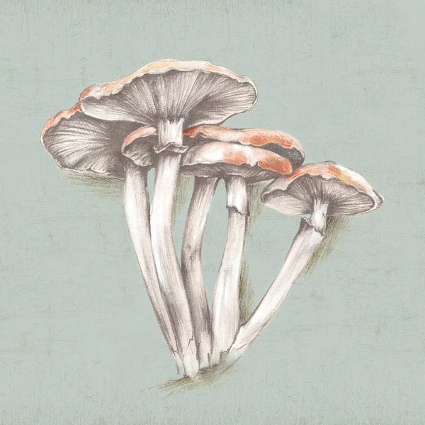 Eli Jones: Mushroom Sketches by Eli Jones
