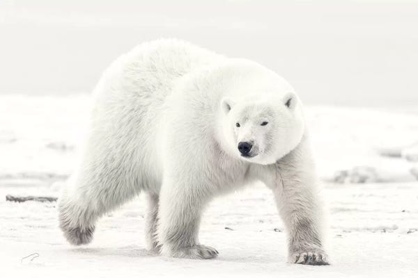 Polar Bears: Alaskan King by Eiji Itoyama