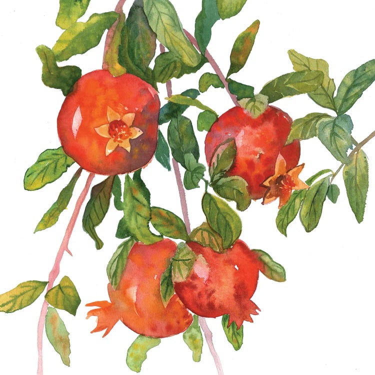 Pomegranate Branch