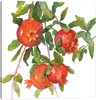Pomegranate Branch Canvas Art Print - Ekaterina Prisich
