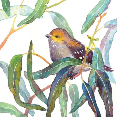 Forty-Spotted Pardalote In Eucalyptus Branch by Ekaterina Prisich art print
