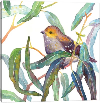 Forty-Spotted Pardalote In Eucalyptus Branch Canvas Art Print - Ekaterina Prisich