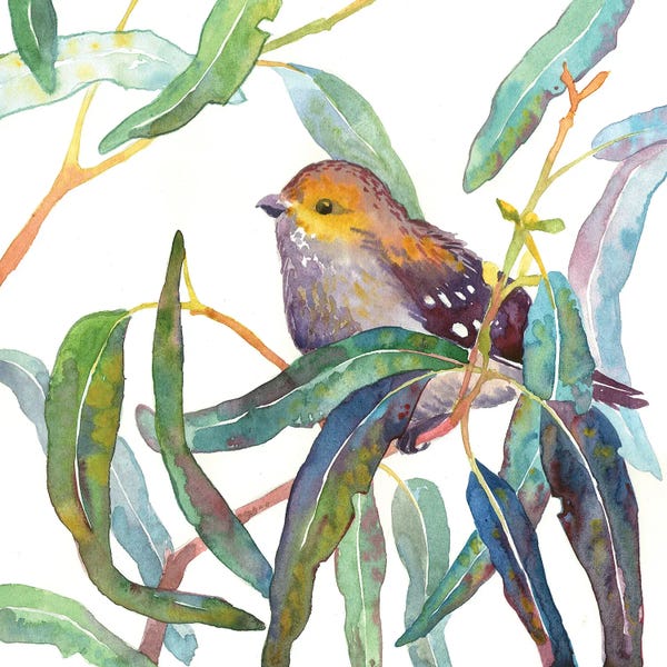 Ekaterina Prisich: Forty-Spotted Pardalote In Eucalyptus Branch by Ekaterina Prisich