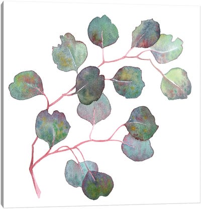 Eucalyptus Branch Canvas Art Print - Ekaterina Prisich