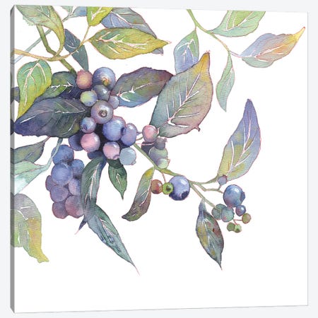 Blueberry Branch Canvas Print #EKP29} by Ekaterina Prisich Canvas Artwork