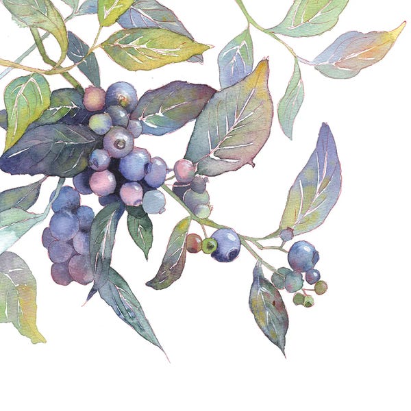 Ekaterina Prisich: Blueberry Branch by Ekaterina Prisich