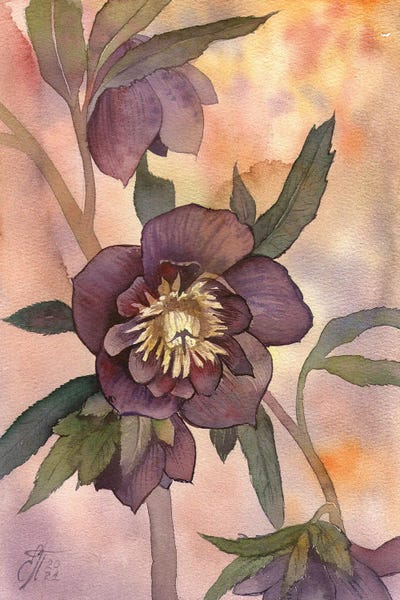 Hellebore by Ekaterina Prisich framed wall art