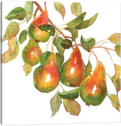 Pear Branch Canvas Art Print - Ekaterina Prisich