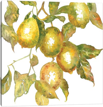 Lemon Branch Canvas Art Print - Ekaterina Prisich