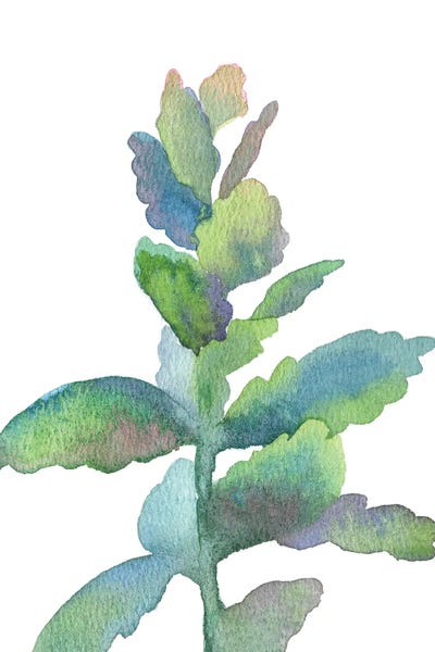 Ekaterina Prisich: Succulent by Ekaterina Prisich