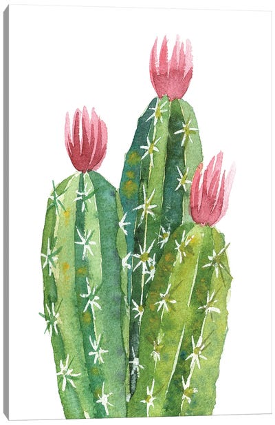 Blooming Cactus Canvas Art Print - Ekaterina Prisich