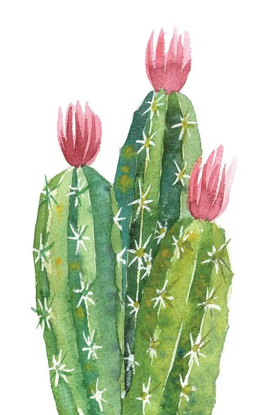 Ekaterina Prisich: Blooming Cactus by Ekaterina Prisich