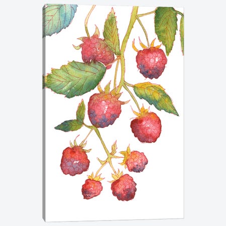 Raspberry Branch Canvas Print #EKP66} by Ekaterina Prisich Art Print