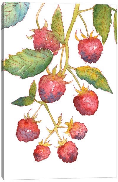 Raspberry Branch Canvas Art Print - Berry Art