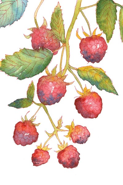 Ekaterina Prisich: Raspberry Branch by Ekaterina Prisich