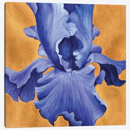 Deep Blue Iris On Gold Canvas Print #EKP71} by Ekaterina Prisich Canvas Art Print
