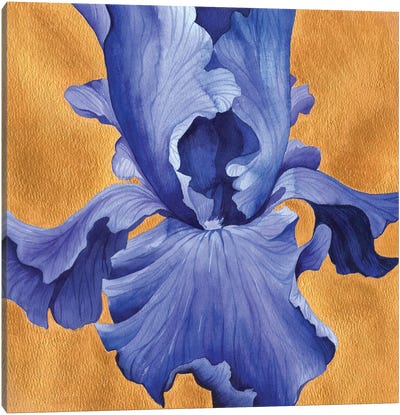 Deep Blue Iris On Gold Canvas Art Print - Ekaterina Prisich