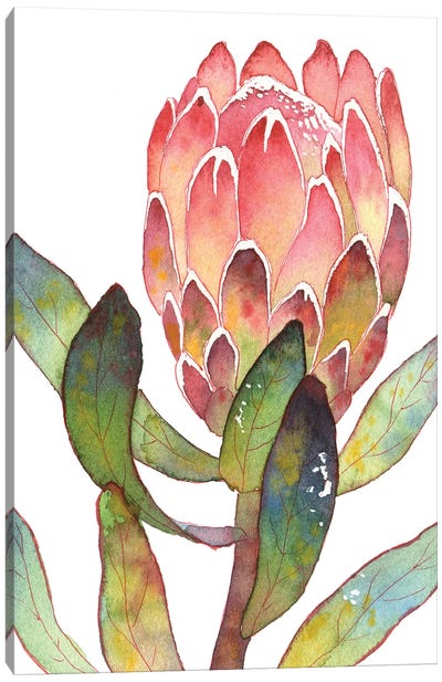 Colorful Protea Canvas Art Print - Ekaterina Prisich