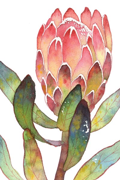 Ekaterina Prisich: Colorful Protea by Ekaterina Prisich