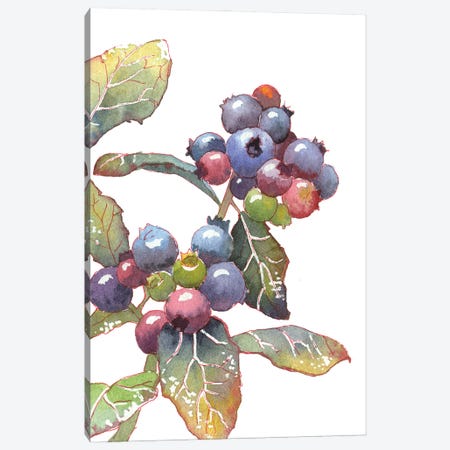 Colorful Blueberry Canvas Print #EKP73} by Ekaterina Prisich Art Print