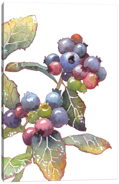 Colorful Blueberry Canvas Art Print - Berry Art