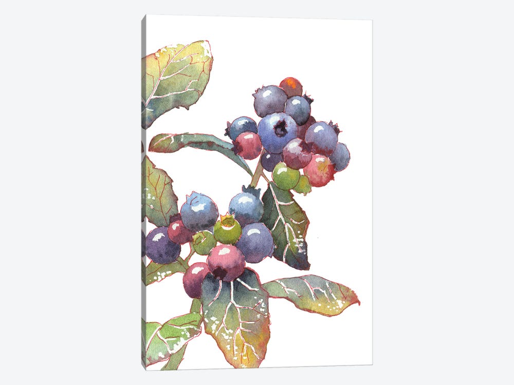 Colorful Blueberry by Ekaterina Prisich 1-piece Canvas Wall Art