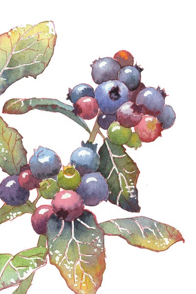 Ekaterina Prisich: Colorful Blueberry by Ekaterina Prisich