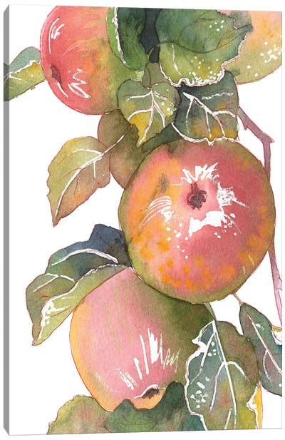 Apples Canvas Art Print - Ekaterina Prisich