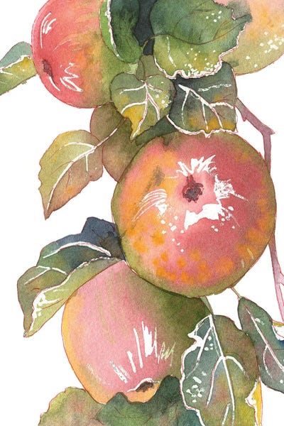 Ekaterina Prisich: Apples by Ekaterina Prisich