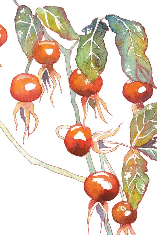 Rosehip by Ekaterina Prisich wall art
