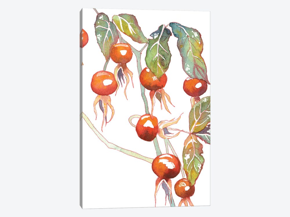 Rosehip by Ekaterina Prisich 1-piece Canvas Wall Art