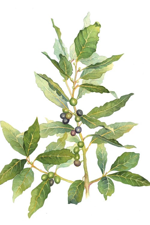 Laurus Nobilis by Ekaterina Prisich wall art