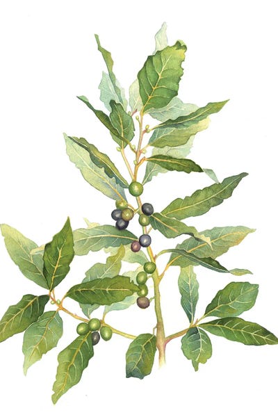 Ekaterina Prisich: Laurus Nobilis by Ekaterina Prisich