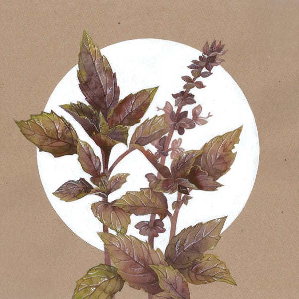 Herbs: Purple Basil by Ekaterina Prisich