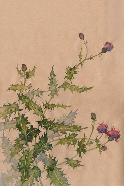 Ekaterina Prisich: Thistle Nature by Ekaterina Prisich