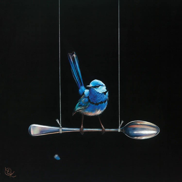 Spoon Perch (Splendid Fairy-Wren)