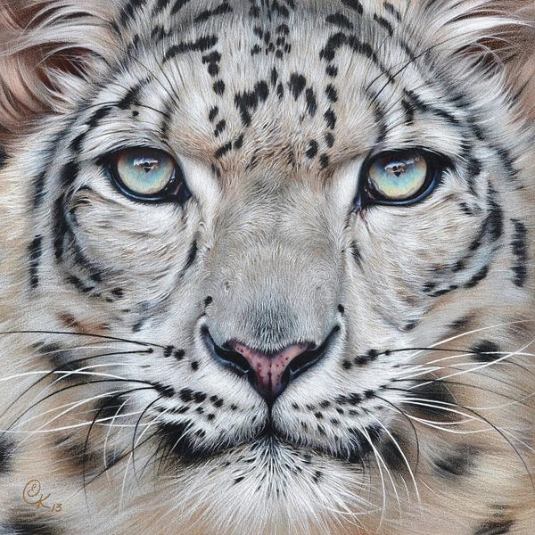 Elena Kolotusha: Faces Of The Wild - Snow Leopard by Elena Kolotusha