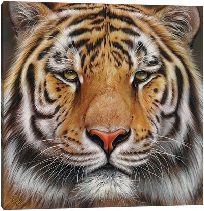 Faces Of The Wild - Amur Tiger Canvas Art Print - Elena Kolotusha