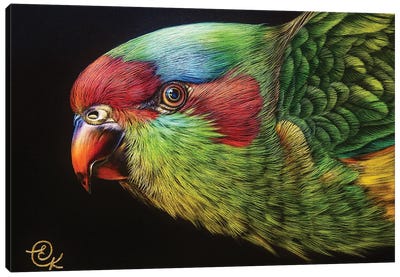 Musk Lorikeet Canvas Art Print - The Art of the Feather