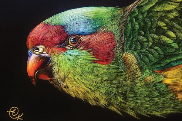 The Art Of The Feather: Musk Lorikeet by Elena Kolotusha