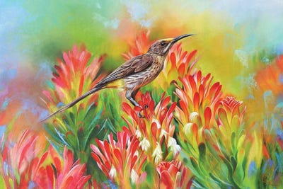 Among Proteas - Cape Sugarbird by Elena Kolotusha canvas print