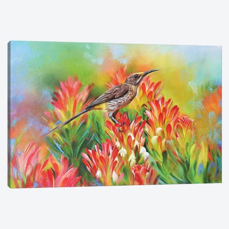 Among Proteas - Cape Sugarbird Canvas Print #EKT35} by Elena Kolotusha Canvas Wall Art
