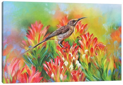 Among Proteas - Cape Sugarbird Canvas Art Print - Elena Kolotusha