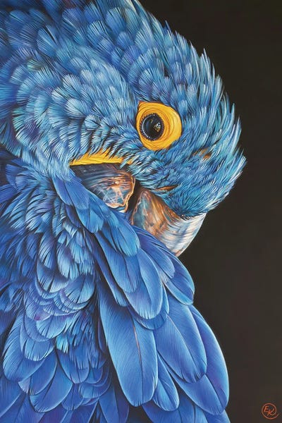 The Art Of The Feather: Hyacinth Macaw by Elena Kolotusha