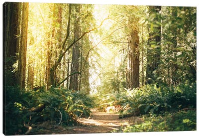 California Redwoods Path Canvas Art Print - Summer Art